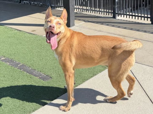picture of the dog needing adoption