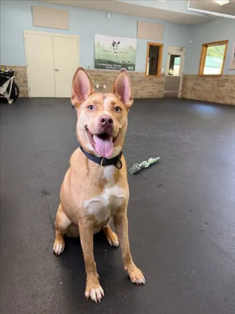 Shiloh - Australian Cattle Dog/Blue Heeler