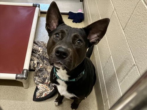 picture of the dog needing adoption