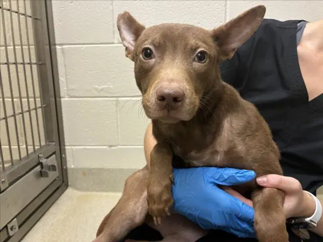 Jt - Pit Bull Terrier