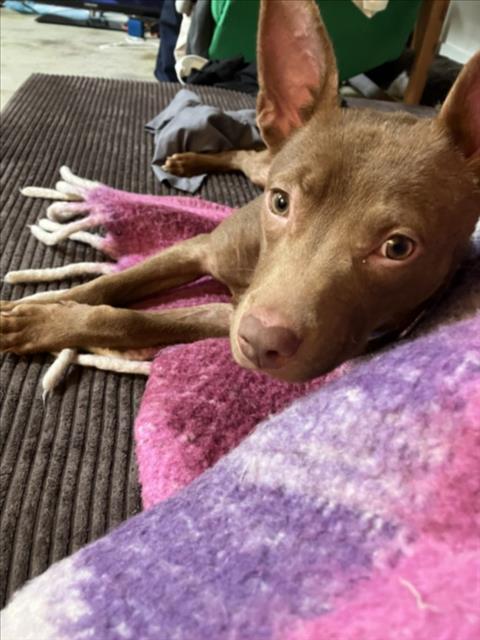 picture of the dog needing adoption