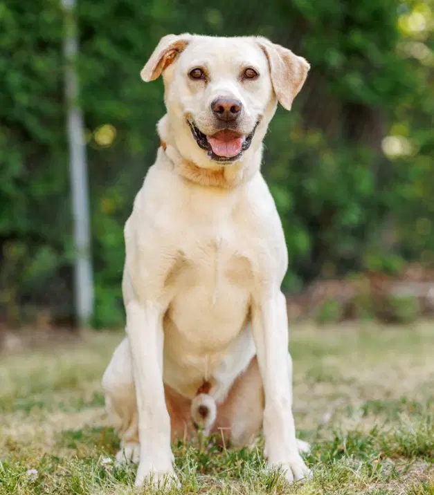 Arnold - Labrador Retriever