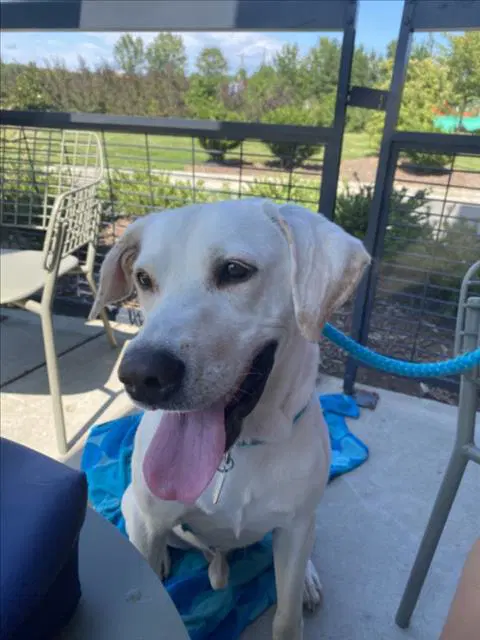 Arnold - Labrador Retriever