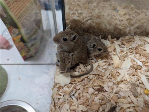 THETA, a gerbil for adoption from Orange County Animal Services