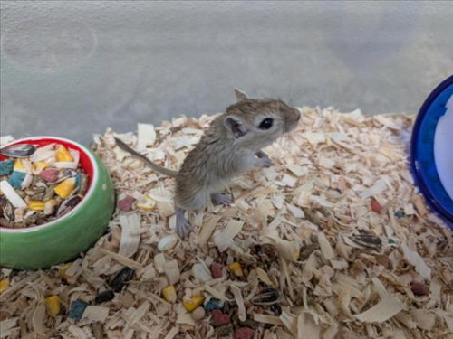 KAPPA, a gerbil for adoption from Orange County Animal Services