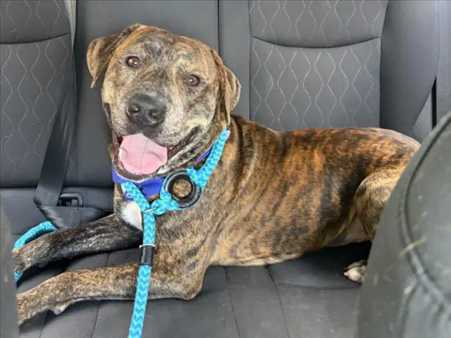 Rico - Pit Bull Terrier