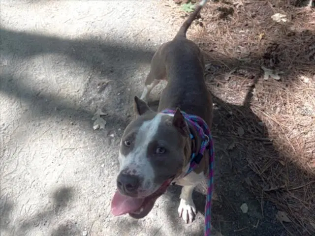 Angel - Pit Bull Terrier