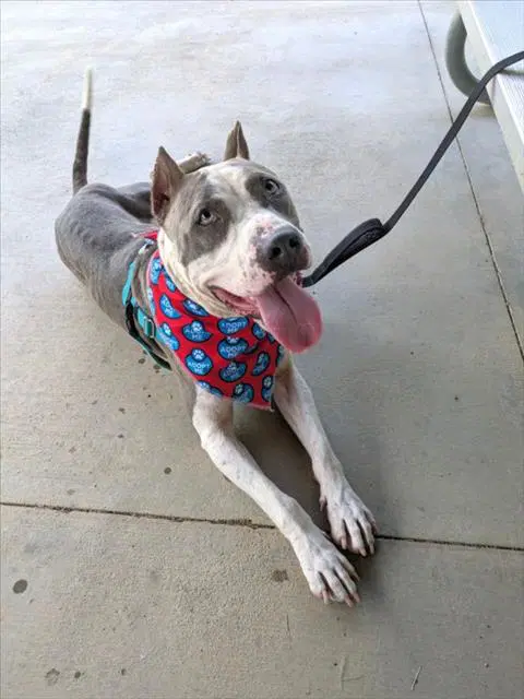 Angel - Pit Bull Terrier