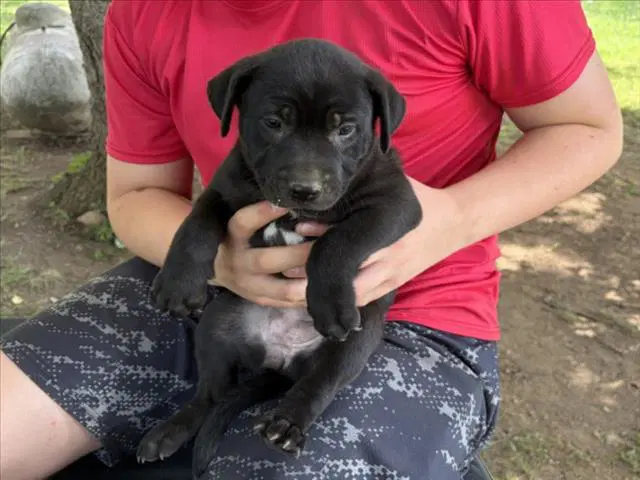 Eliza - Pit Bull Terrier
