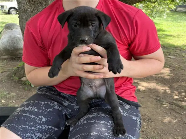 Hamilton - Pit Bull Terrier