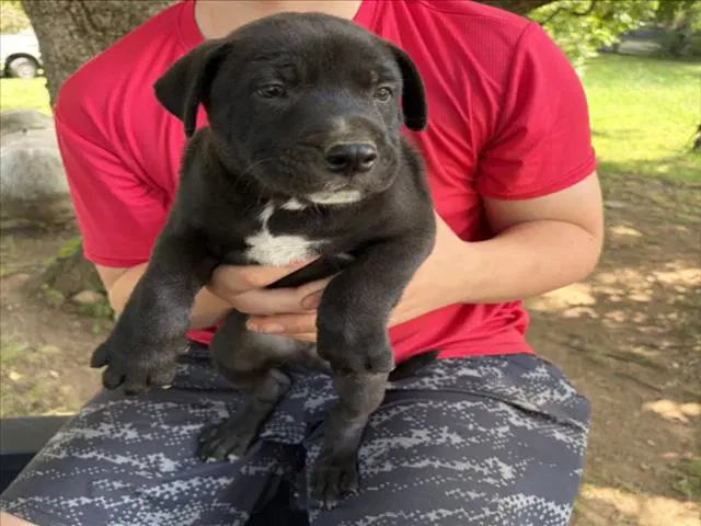Lafayette - Pit Bull Terrier