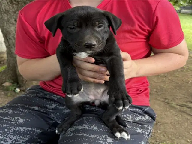 Martha - Pit Bull Terrier