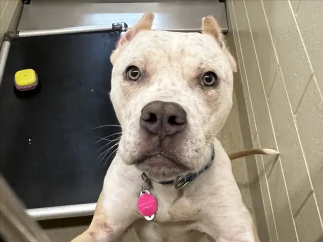 Speckle - Pit Bull Terrier