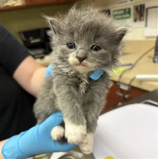 Zelda - Domestic Short Hair