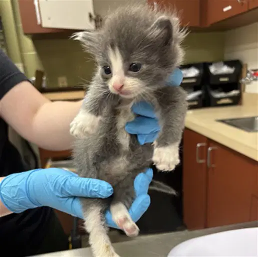 Link - Domestic Short Hair