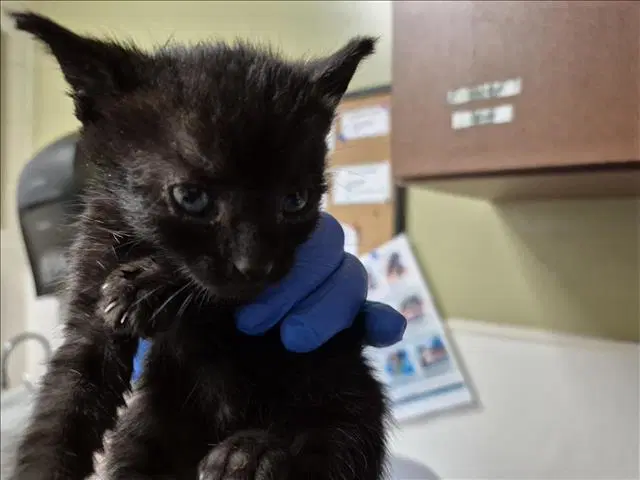 Crow - Domestic Short Hair