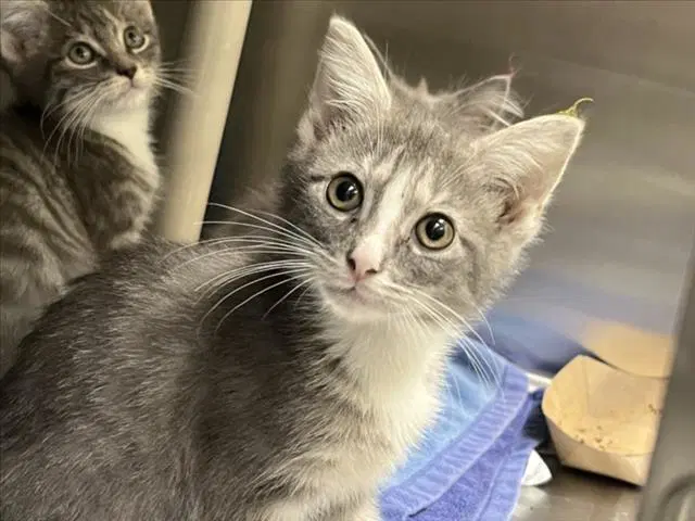 French Toast - Domestic Medium Hair