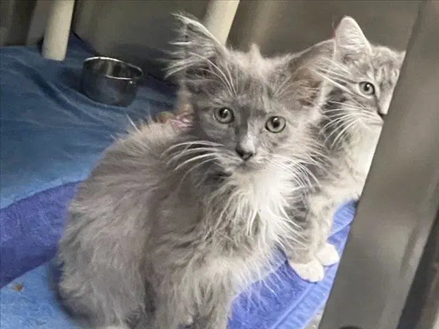 Poptart - Domestic Medium Hair