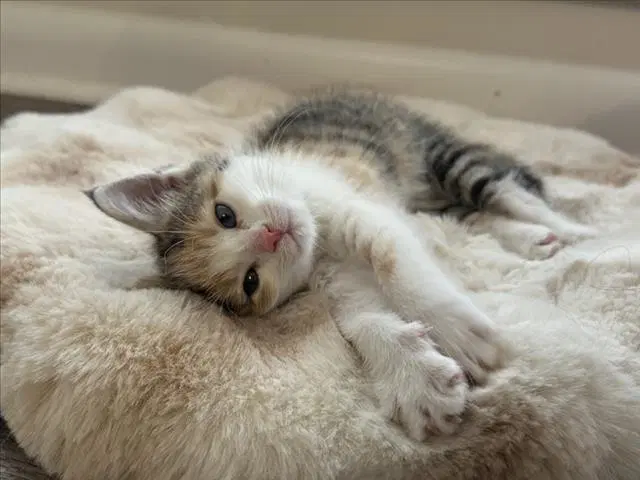 Uno - Domestic Short Hair