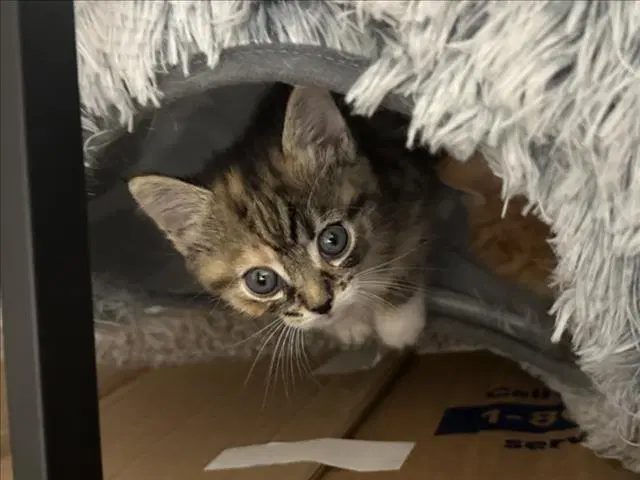 Oscarita - Domestic Short Hair