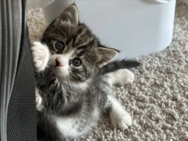 Tres - Domestic Short Hair