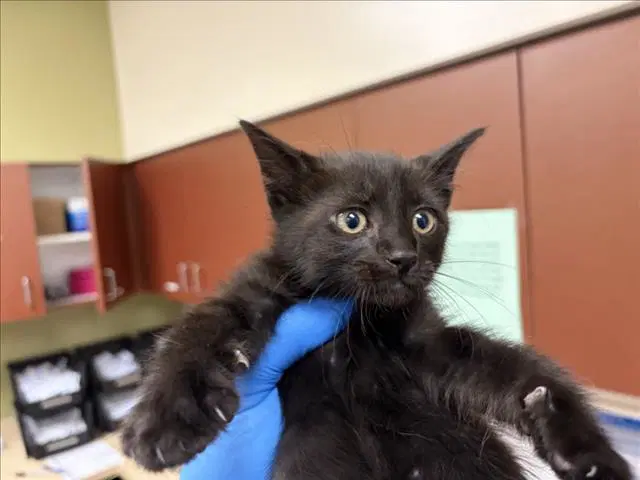 Coal - Domestic Short Hair
