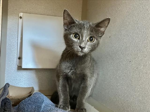 Juno