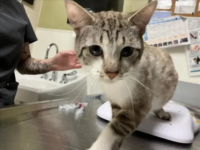 Ozzy - Domestic Short Hair