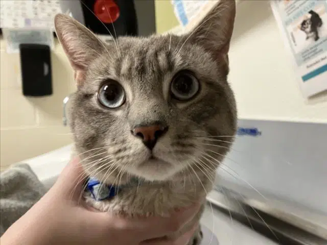 Gambit - Domestic Short Hair