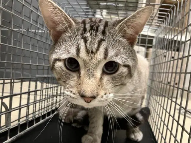 Chaos - Domestic Short Hair
