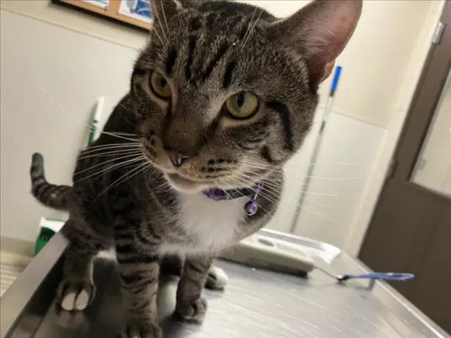 Chris - Domestic Short Hair