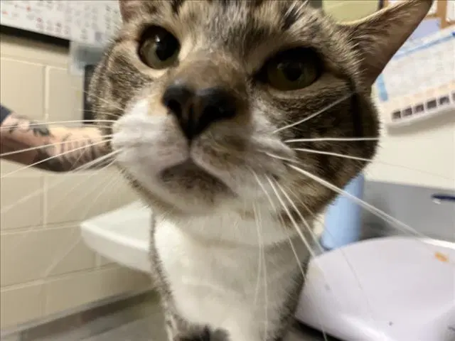 Rogue - Domestic Short Hair