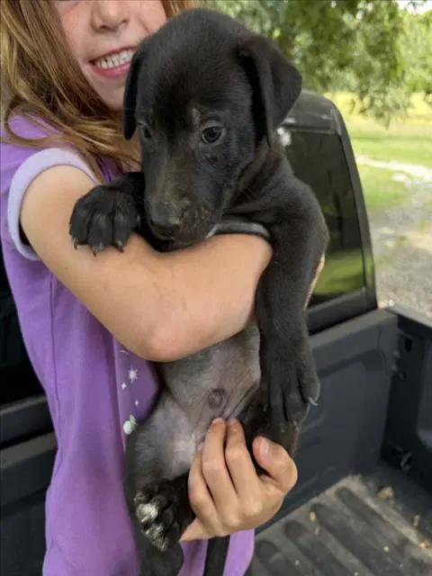 Madison - Pit Bull Terrier