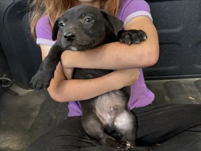 Jefferson - Pit Bull Terrier