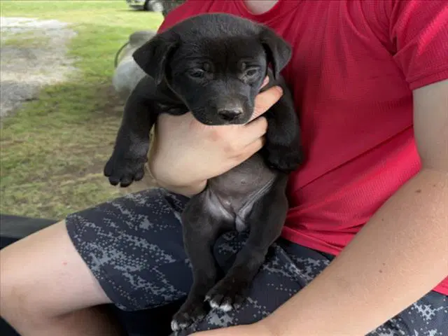 Theodosia - Pit Bull Terrier