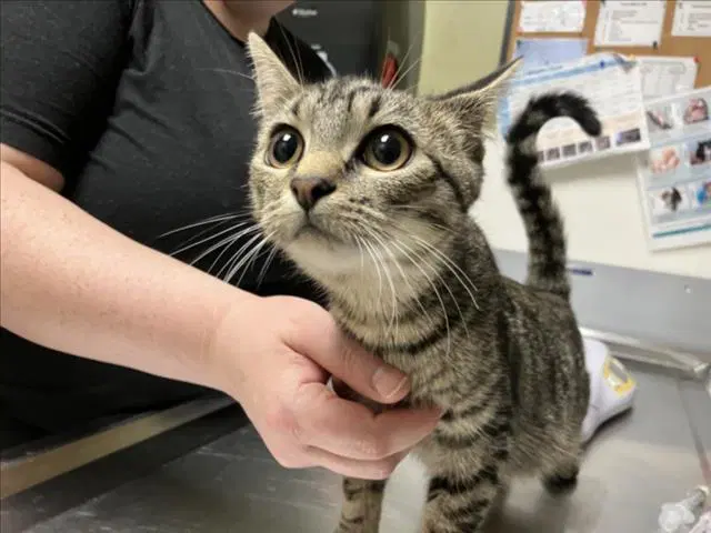 Jenna - Domestic Short Hair