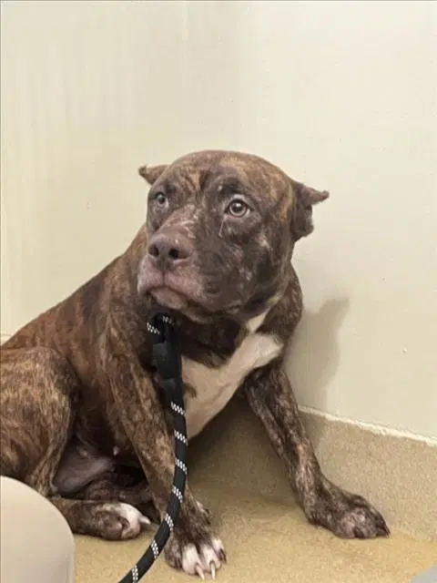 Dolly - Pit Bull Terrier