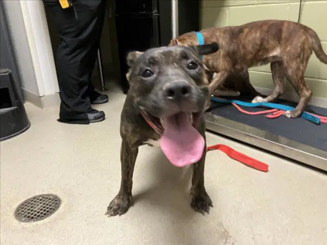Rebecca - Pit Bull Terrier
