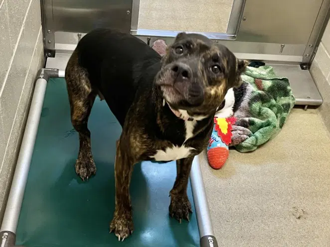 Rebecca - Pit Bull Terrier