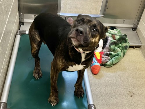 picture of the dog needing adoption