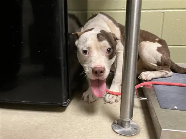Dean - Pit Bull Terrier