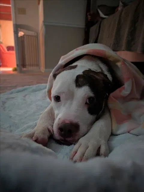 Dean - Pit Bull Terrier