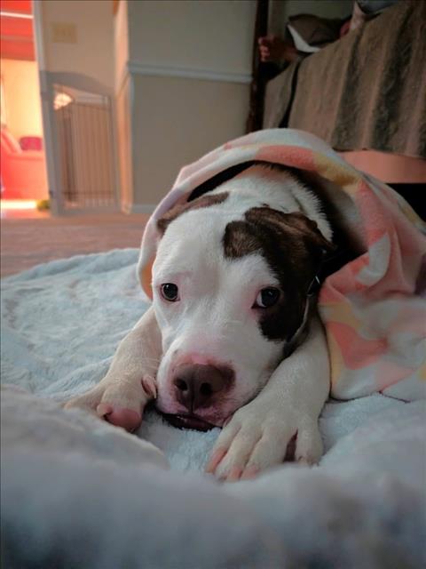 DEAN, a dog for adoption from Orange County Animal Services