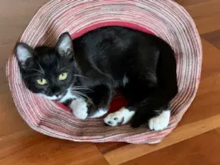 Oreo - Domestic Short Hair