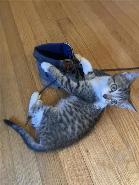 Cello - Domestic Short Hair