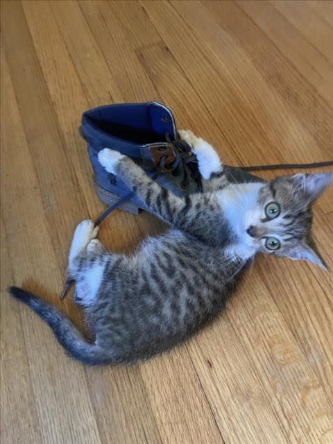 picture of the cat needing adoption