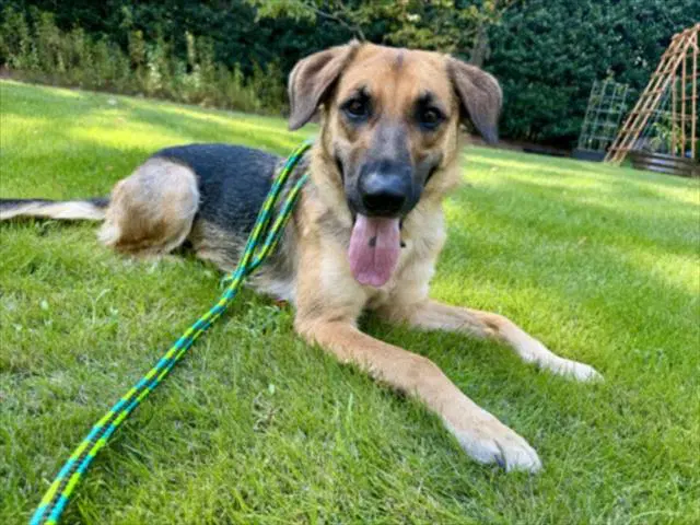 Glenda - German Shepherd Dog