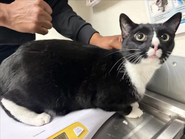 Optimus - Domestic Short Hair