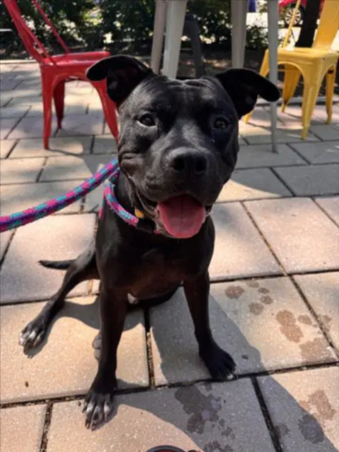 Grench - Pit Bull Terrier