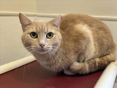 picture of the cat needing adoption